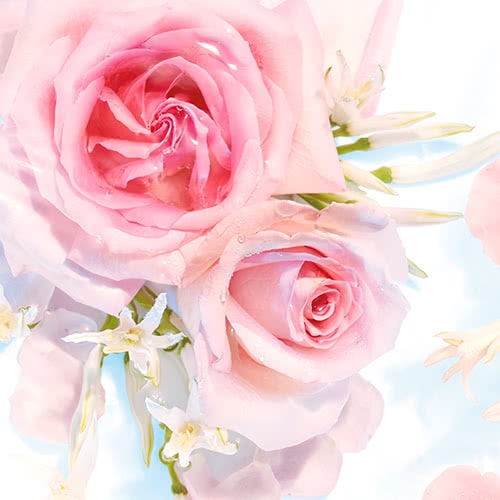 ingredient1 - Roses
