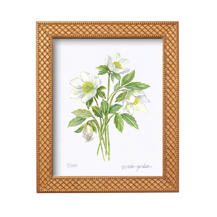 Lenten Rose Archival Art Print — Lenten Rose print in the Trellis frame; Susan Gordon