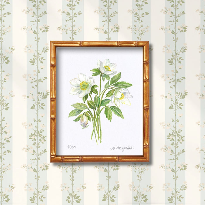 Lenten Rose Archival Art Print — framed study displayed against floral wallpaper; Susan Gordon