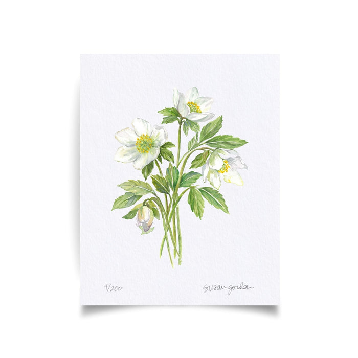Lenten Rose Archival Art Print — unframed Lenten Rose print showing the full artwork; Susan Gordon