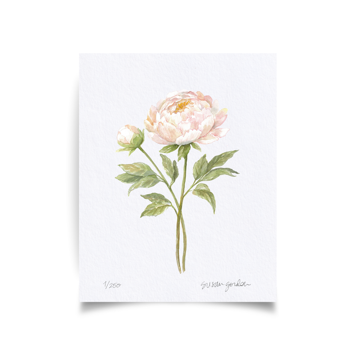 Peony Archival Art Print — unframed Peony print showing the full artwork; Susan Gordon