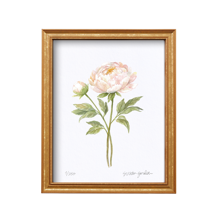 Peony Archival Art Print — Peony print in the Classic frame; Susan Gordon