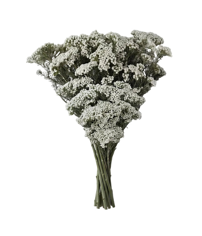 Preserved White Rice Flower Bunch — overall view